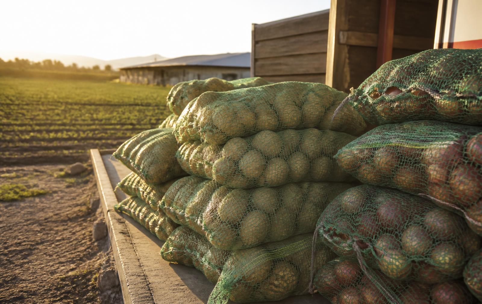Arpillas de malla verde llenas de papa apiladas en un campo mexicano